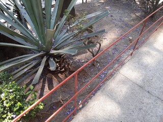 Cactus desde un palno cenital