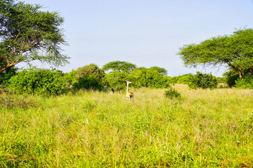 A Lone Gerenuk or Giraffe Gazelle antelope uses its long neck to watch out for danger over short...