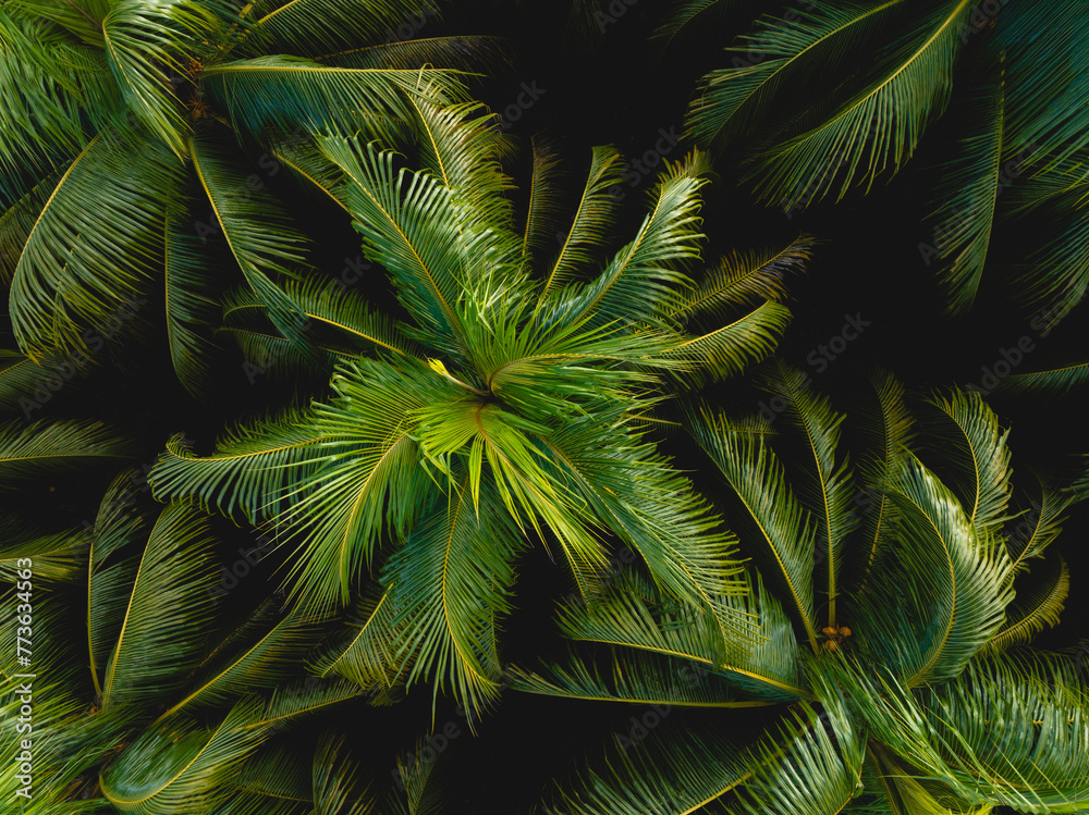 Canvas Prints Top view of coconut trees field in the sunrise