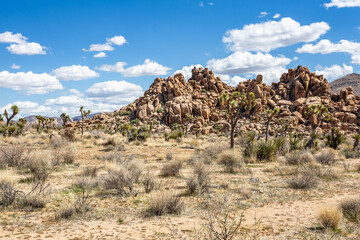 Fototapeta na wymiar Beautiful landscape with Joshua Trees and accumulation of rock formations in the Joshua Tree National Park in Southern California