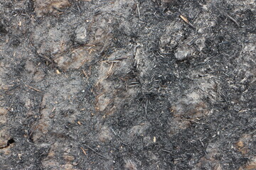 Black burnt grass, consequences after fire, soil damaged by fire and high temperatures. Vintage...