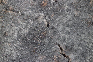 Black burnt grass, consequences after fire, soil damaged by fire and high temperatures. Vintage...