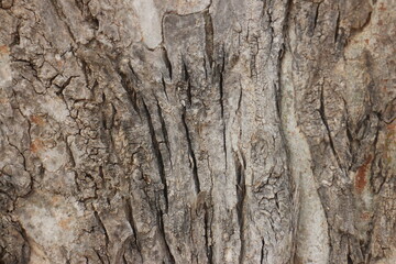 The bark of a large tree. Tree bark texture background.