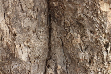 The bark of a large tree. Tree bark texture background.