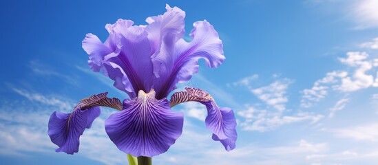 A vibrant purple iris flower in full bloom set against a backdrop of the sky with scattered fluffy white clouds