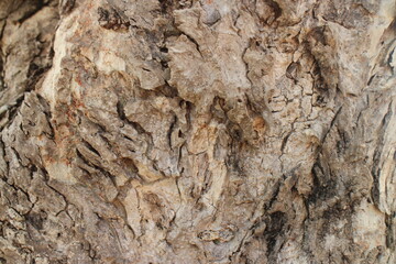 The bark of a large tree. Tree bark texture background.