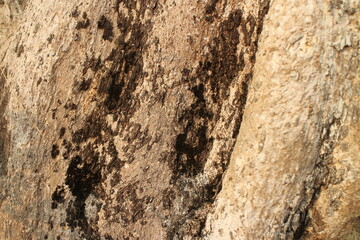 The bark of a large tree. Tree bark texture background.