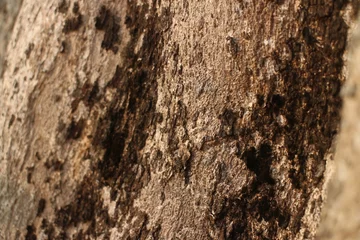 Gordijnen Tree bark texture background. The bark of a large tree © SISIRA