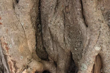 Fotobehang Tree bark texture background. The bark of a large tree © SISIRA