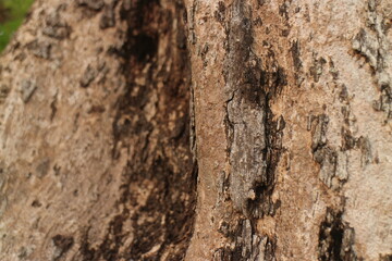 Tree bark texture background. The bark of a large tree