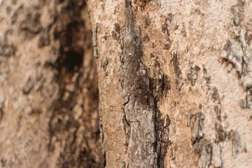Fotobehang Tree bark texture background. The bark of a large tree © SISIRA