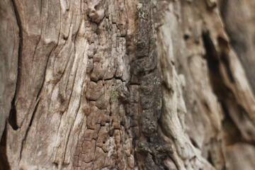 Tree bark texture background. The bark of a large tree