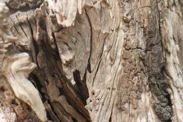 Tree bark texture background. The bark of a large tree