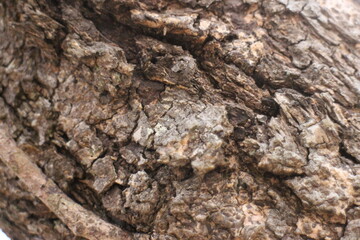 Tree bark texture background. The bark of a large tree