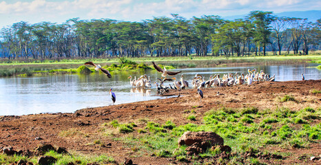 Lake Nakuru wetlands are a prime habitat for Pelicans amongst other water bird species in Kenya - obrazy, fototapety, plakaty