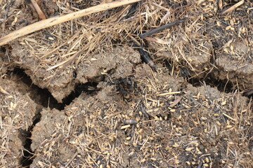 A cracked ground with grass growing out of it