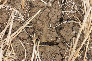A cracked ground with grass growing out of it