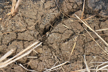 A cracked ground with grass growing out of it