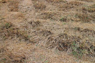 Close up of ground. Texture of straw.