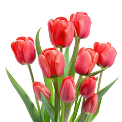 Red tulips on transparency background PNG

