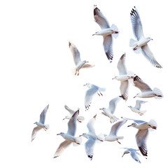 Seagulls flying isolated on white
