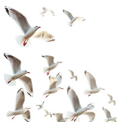 Obraz premium Seagulls flying isolated on white 