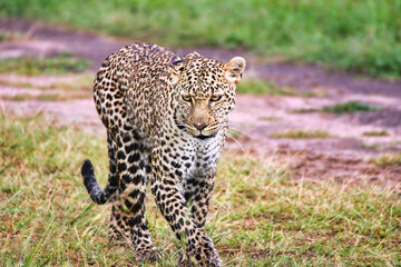 A Young Leopard on the safari trails in Maasai Mara game reserve, Kenya, Africa