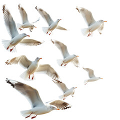 Fototapeta premium Seagulls flying isolated on white 