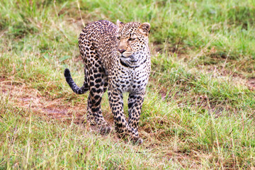 A Young Leopard on the safari trails in Maasai Mara game reserve, Kenya, Africa