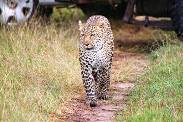 A Young Leopard on the safari trails in Maasai Mara game reserve, Kenya, Africa