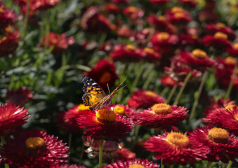 Monarch on Flower