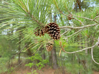 Pinecones hanging from a pine tree outside - Powered by Adobe