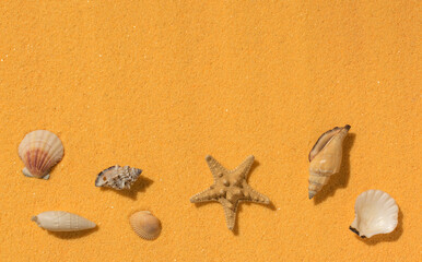 Seashells and a starfish on a bright sandy background.