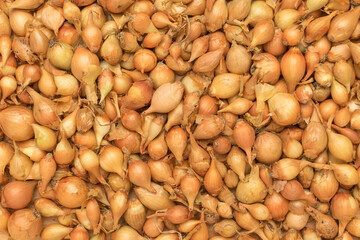 The background consists of a large number of onion seeds.