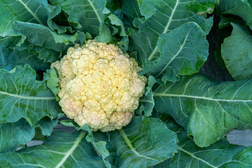 Closeup healthy cauliflower with leaf in the garden. Yellow single cauliflower with leaves...