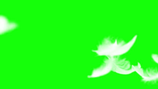 White fluffy feathers falling. Slow motion on green background. Green screen for compositing and presentation.