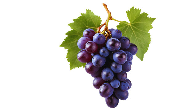 Purple grapes with vibrant leaves attached