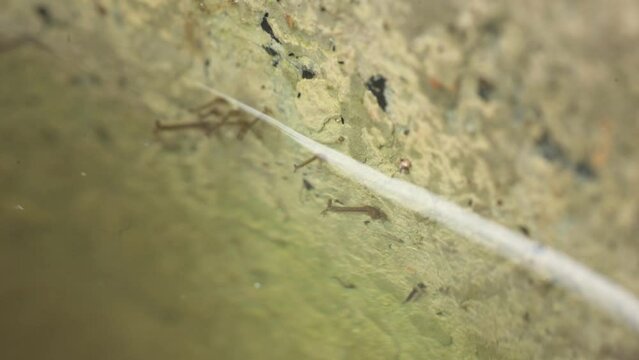 Disease-transmitting mosquito larvae in stagnant water