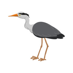 vector drawing grey heron, wild bird isolated at white background, hand drawn illustration
