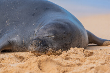 Closeup of Hawaiian monk seal sleeping on sand near ocean
