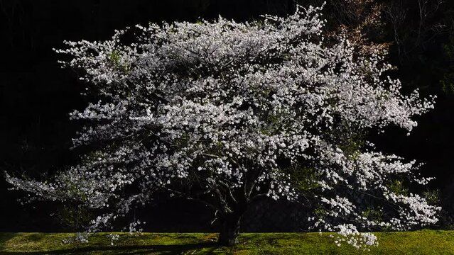 風に揺れる桜の大木　三重県　紀北町　大白公園
