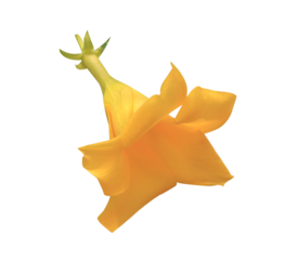 Yellow elder or Trumpetbush, Trumpetflower or Yellow trumpet-flower or Yellow trumpetbush flower. Close up single yellow flower isolated on transparent background.