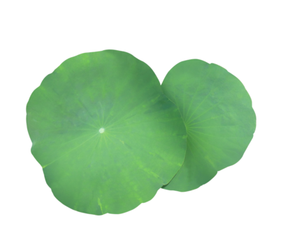 Close up green leaf of lotus or water lily tree isolated on transparent background. Top view of green leaves bush.	