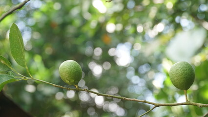 Green lime on a branch. Focus selected, background blurred
