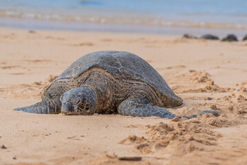 Green sea turtle basking in sun on tropical beach - 773652921