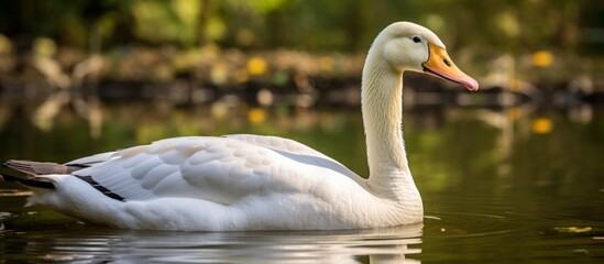 Fototapeta premium A graceful white swan serenely gliding through the water, displaying a bright yellow beak