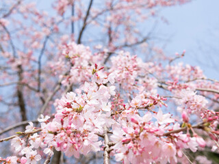 blossom in spring