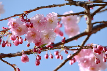 青空と綺麗な色の桜の花