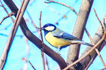 Little Titmouse posing on a tree in spring