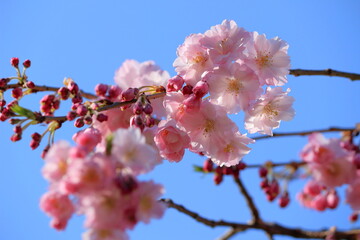 青空と綺麗な色の桜の花